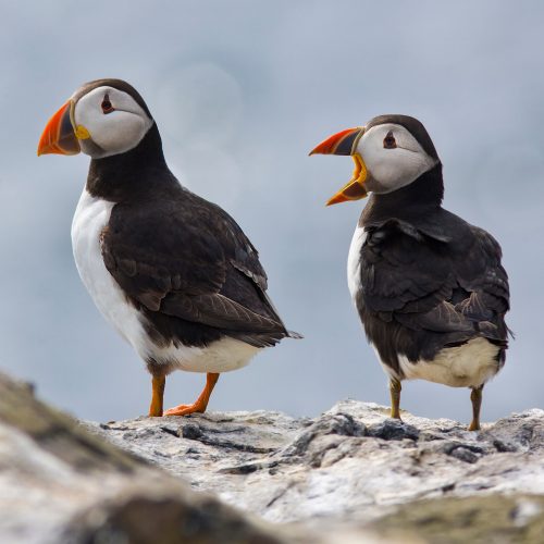 Puffins in the Farne Islands - England